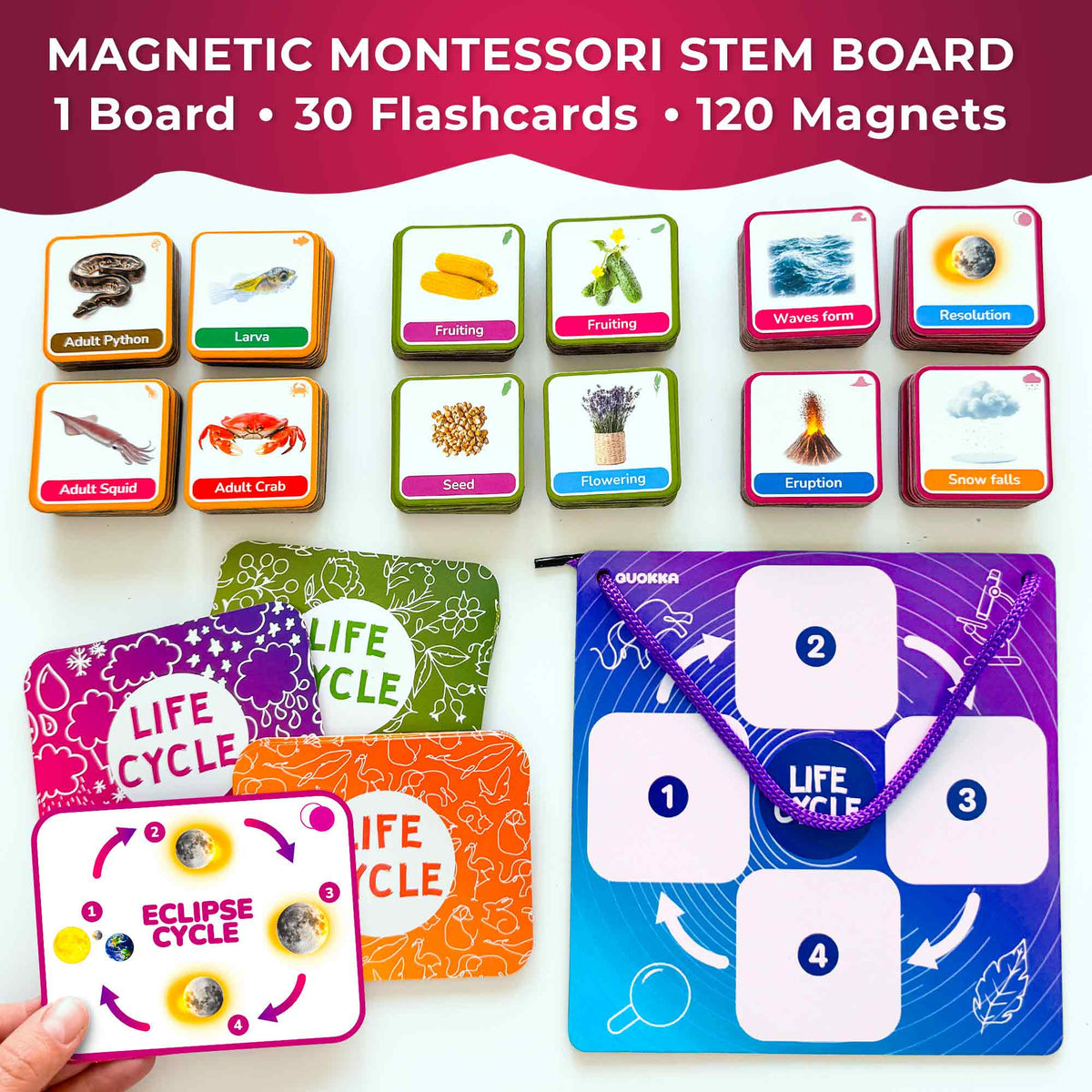 Lifecycle Magnetic Flashcards - Educational Materials for Kids