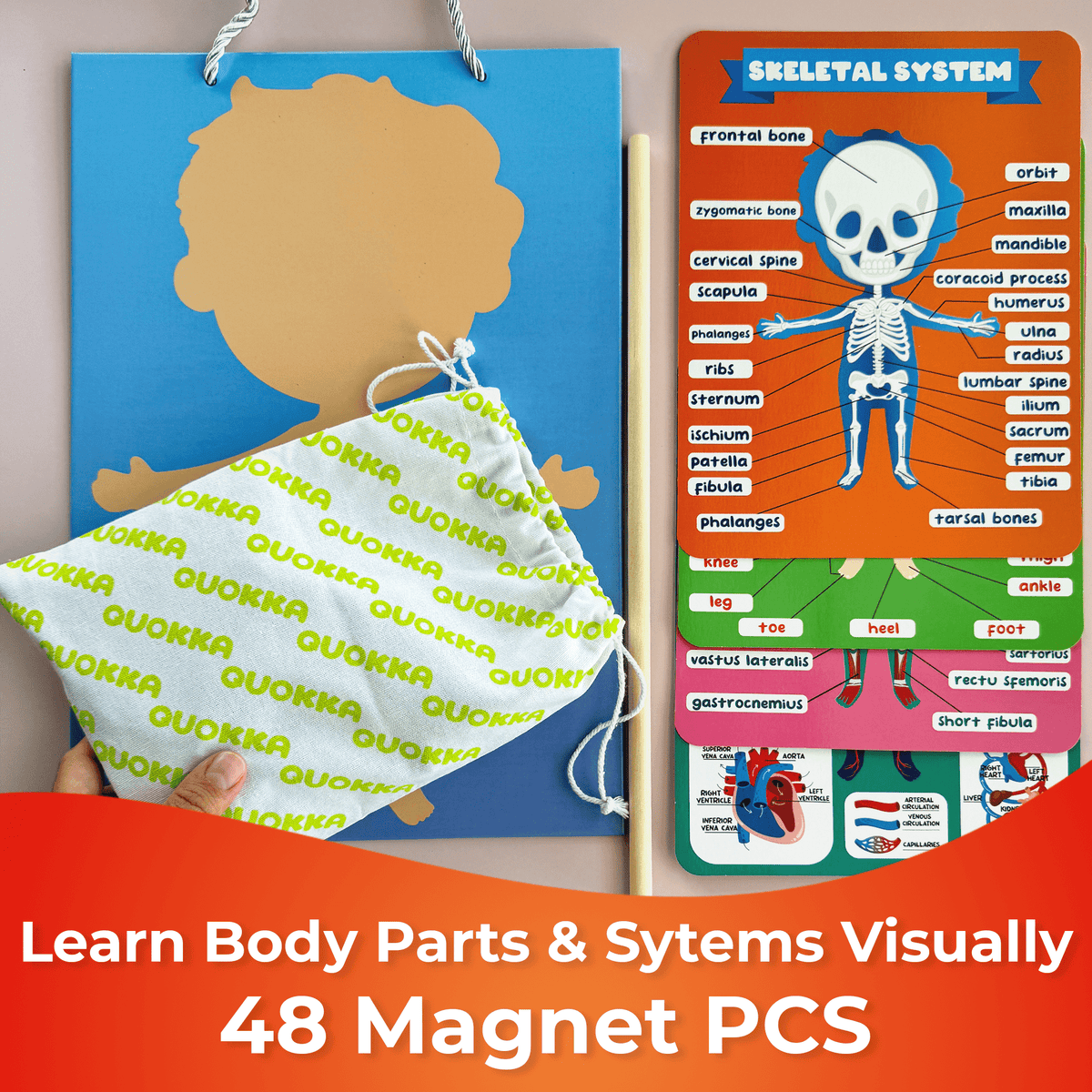 QUOKKA Magnetic Puzzles to Learn Human Body Anatomy Circulatory System, Muscular System