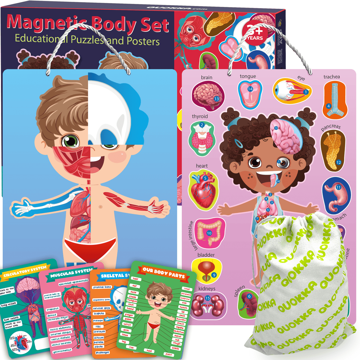 QUOKKA Magnetic Puzzles to Learn Human Body Anatomy Circulatory System, Muscular System