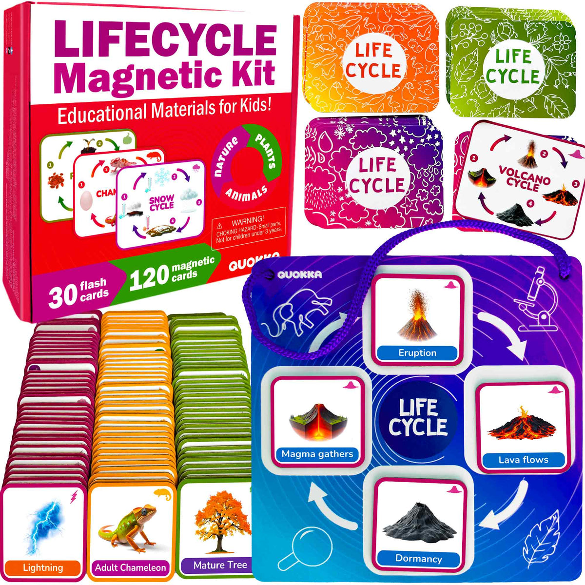 Lifecycle Magnetic Flashcards - Educational Materials for Kids