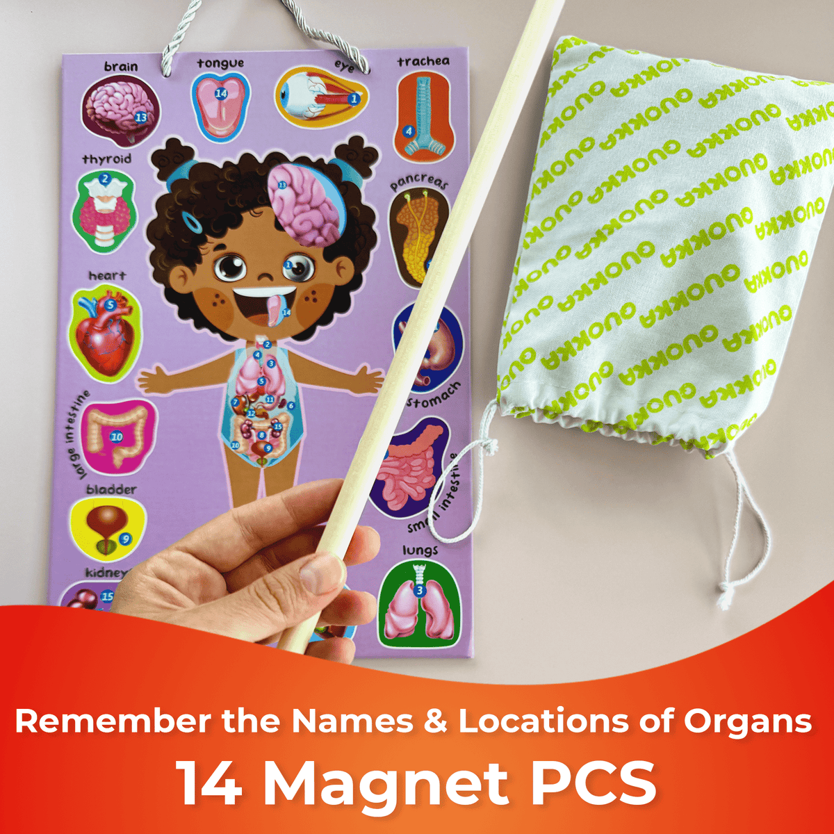 QUOKKA Magnetic Puzzles to Learn Human Body Anatomy Circulatory System, Muscular System