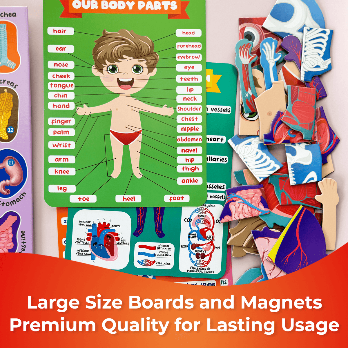 QUOKKA Magnetic Puzzles to Learn Human Body Anatomy Circulatory System, Muscular System